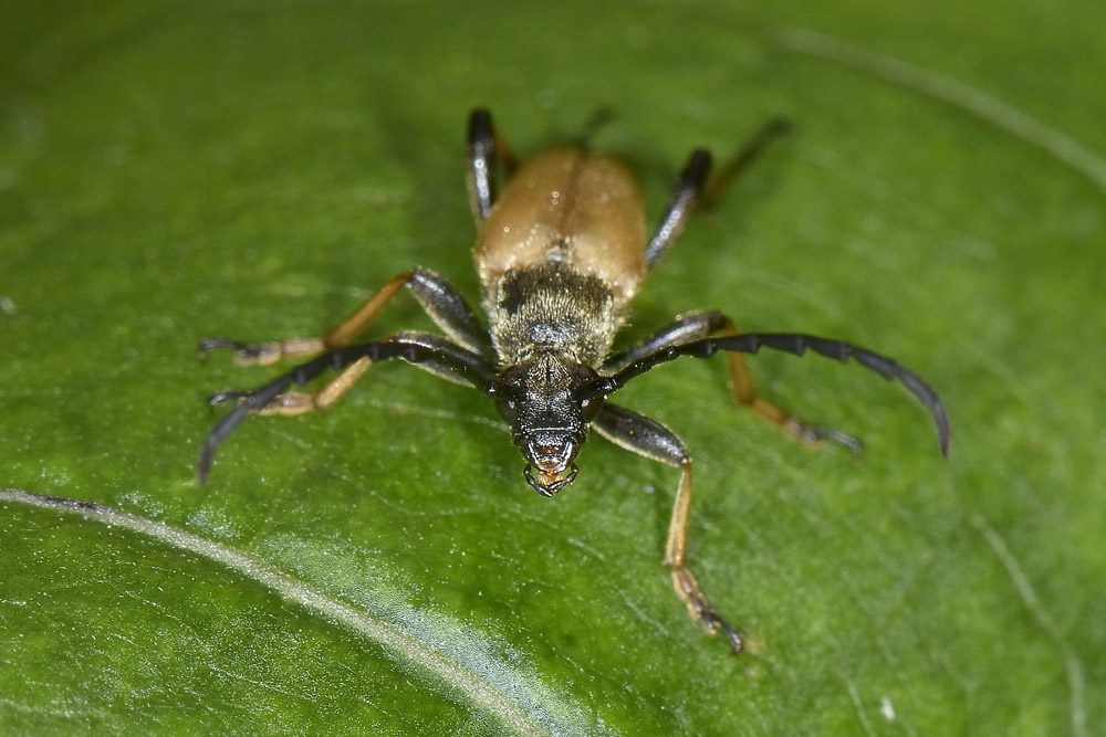 Stictoleptura rubra, Cerambycidae